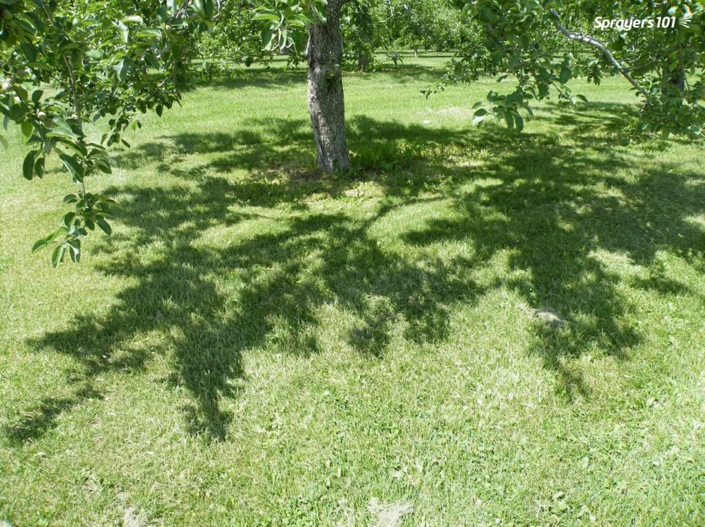 一个园林师教了我一个窍门:如果你想知道喷雾是否能穿透树冠，你应该能够在正午透过阴影看到阳光。